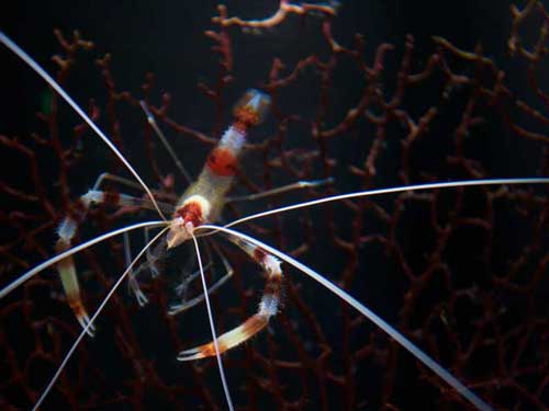 The Striped Shrimp