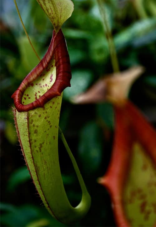 Carnivorous Foliage