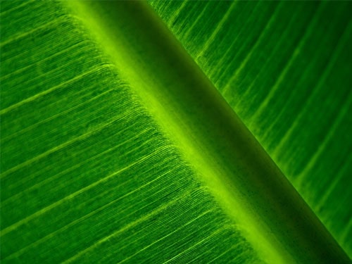 Light Through Green
